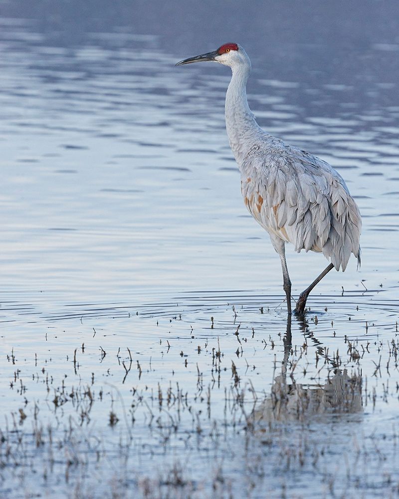 Sandhill crane-Bosque del Apache National Wildlife Refuge-New Mexico